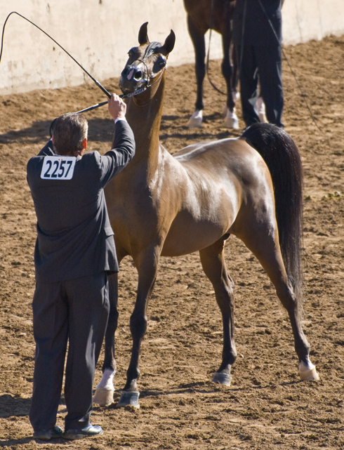 DSC_0064 mature stallion en az.jpg