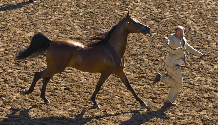 DSC_0106 OdysseySC was the champion stallion en az.jpg