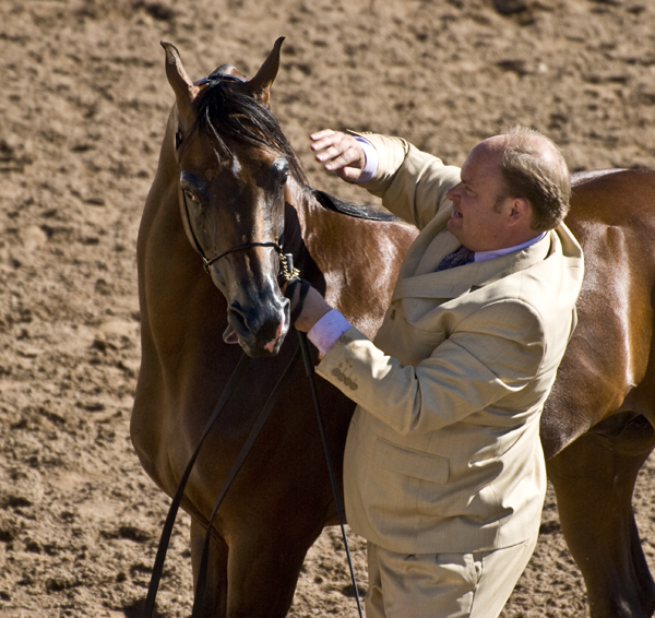 DSC_0116 Odyssey getting his mane smoothed by the trainer en az.jpg