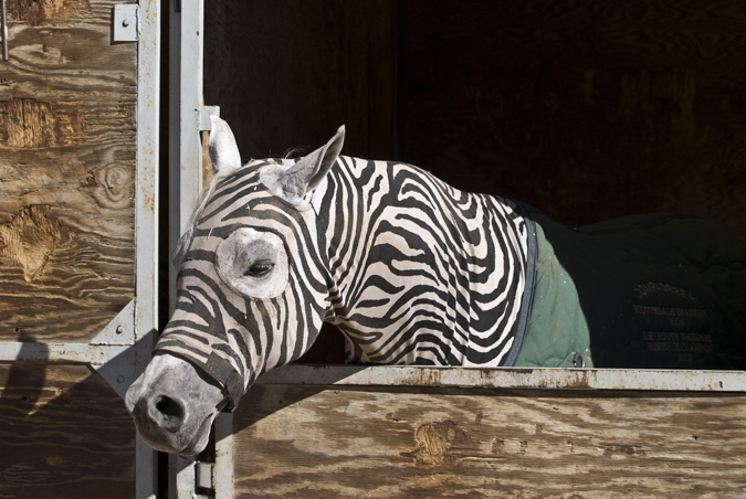 DSC_0191 arab with neoprene on zebra design en az.jpg