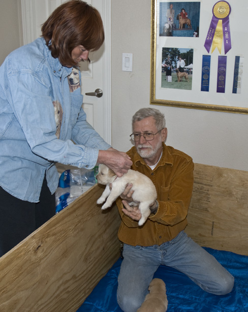 DSC_0076 renee the breeder putting a purple yarn collar on cody to show it's dave s puppy en az.jpg