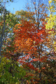 temperaturahunter.gif