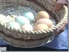 Chicken In Mexico Lays Green Eggs picture
