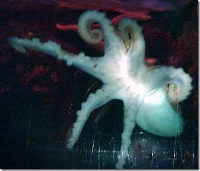 Hexapus Henry World  First Six-legged Octopus picture