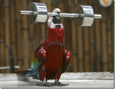 Muscular Parrot