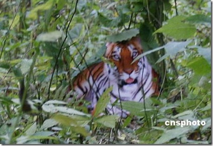 Wild South Videos Online