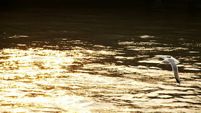 http://lh6.google.com/fotoByMe/R7wmxbrQwGI/AAAAAAAAHnk/8ObvHDu9S2M/s400/PICT0103.b.JPG