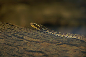 http://lh6.google.com/fotoByMe/RTIvb1akABI/AAAAAAAABw0/mA-KOSgMOpI/s288/PICT0053.JPG