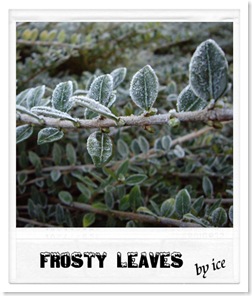 frost3