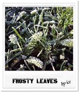frost4