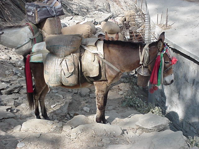 pakezel nepal