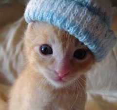 adorable-kitten[1]