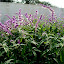 Salvia leucantha