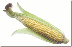 corn_on_the_cob