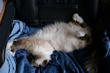 DSC05153.JPG