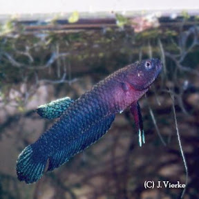 Dunkler Kampffisch - Betta persephone