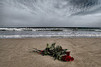 Rosas en el mar