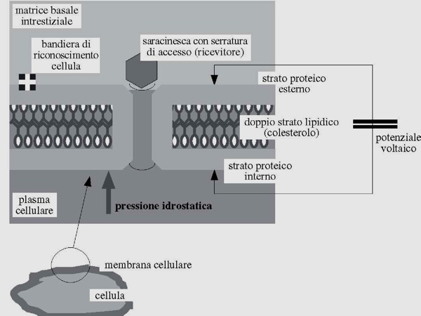 Funzionamento membrana cellulare