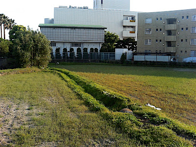 Campo de arroz 4 — 田んぼ 4 — Rice field 4