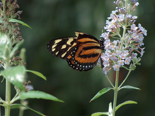 Butterfly (courtesy of Victor Alvarez)