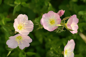http://lh6.google.com/image/fotoByMe/Rjs11yYvG-I/AAAAAAAAEvw/Xfh2p-cBI9o/s288/PICT0176.JPG