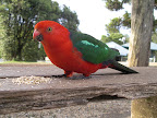 Parrot