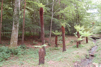 Tree ferns