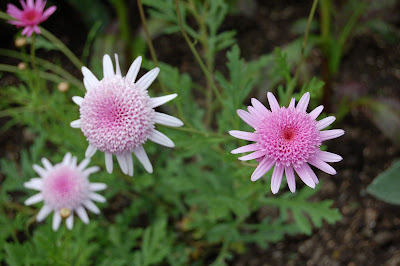 Argyranthemum Vancouver