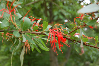 Chilean Firebush - Embothrium coccinium