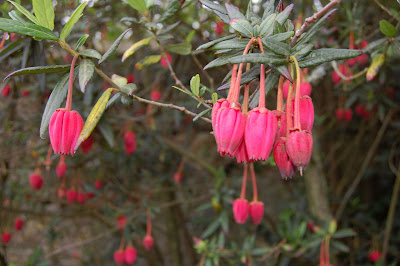Crinodendron Hookeriana