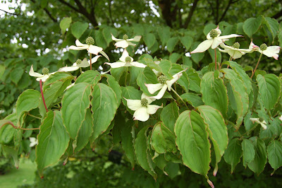 Cornus kousa flower