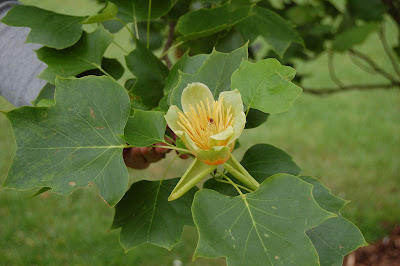 Liriodendron tulipfera fastgiatum