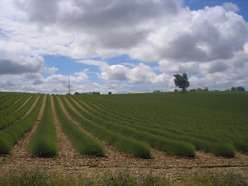 Valensole