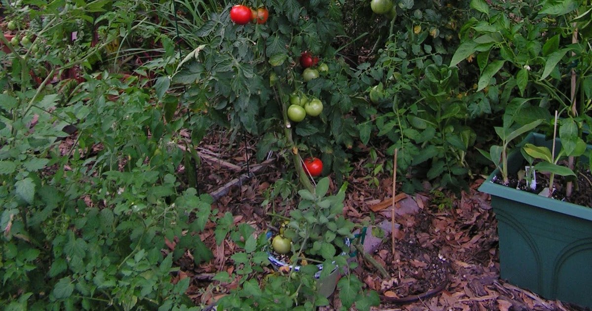 Gardening in Central Florida Tomatoes