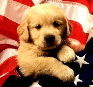 All American Puppy