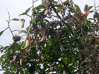 Raffles Pitcher Plant, Nepenthes rafflesiana