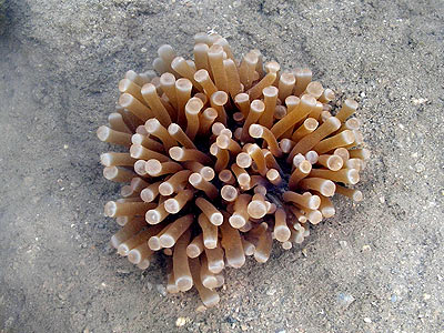 Sunflower mushroom coral, Heliofungia actiniformis