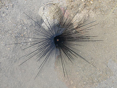 Long-spine sea urchin, Diadema setosum