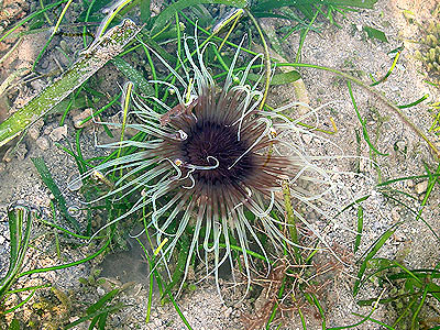 Peacock anemone, Family Cerianthidae