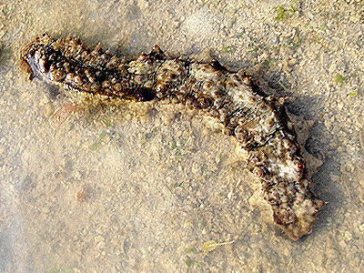 Dragonfish sea cucumber, Stichopus horrens