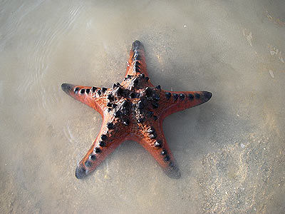 Protoreaster nodosus, Knobbly sea star
