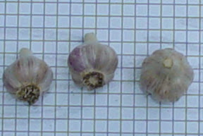 Rebberg Knoblauch