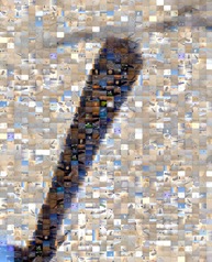 1-0-P2100094 Mosaic