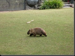 800px-Australia_zoo_wombat_1