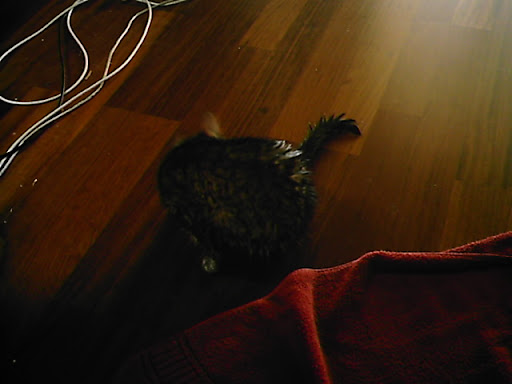 Wet cat