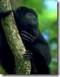 howler monkey