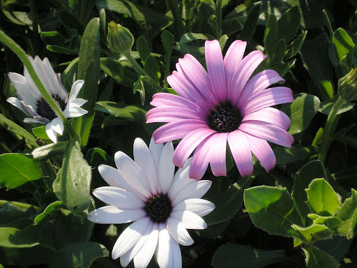 Jardim do Bonfim, Setúbal