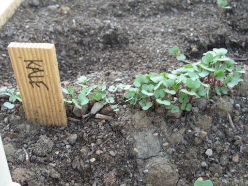 kale