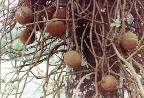 Canonball tree