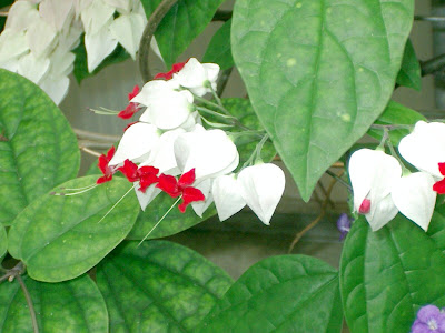 Dicentra